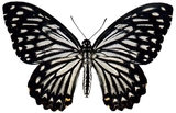 Picture of jane blue